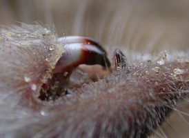 Northern Short-tailed Shrew